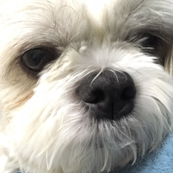 Meet your Posher, Holly - Picture 6 of 12